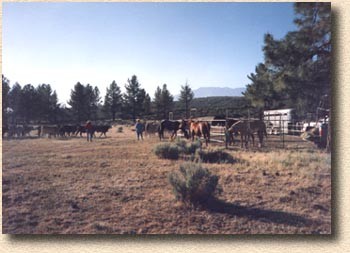 Cow Clinic